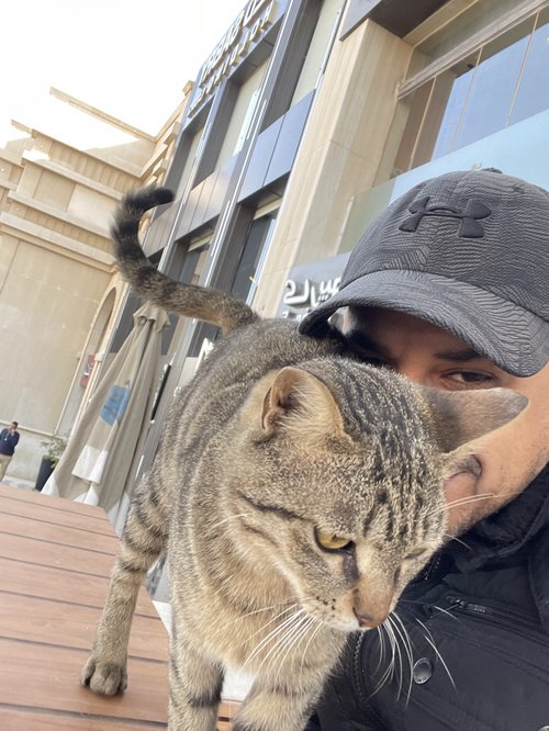 About Cairo Cat Care
