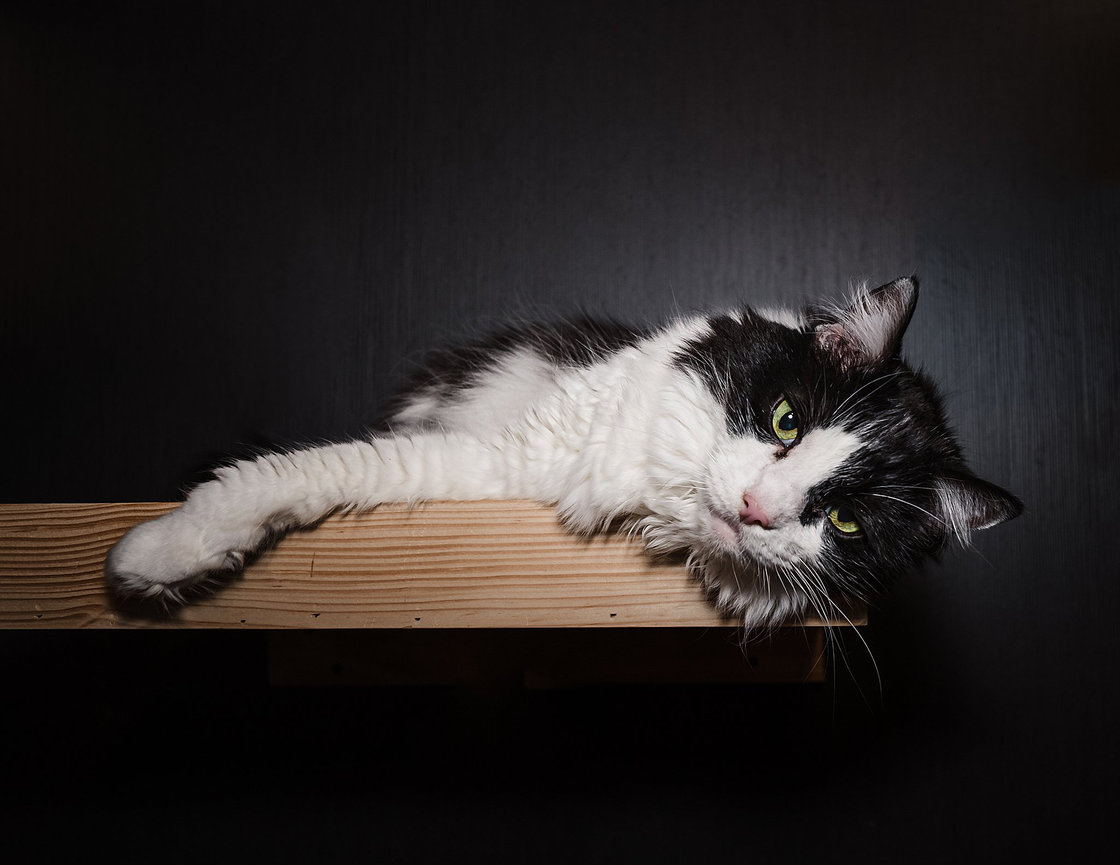 Cairo Cat Care