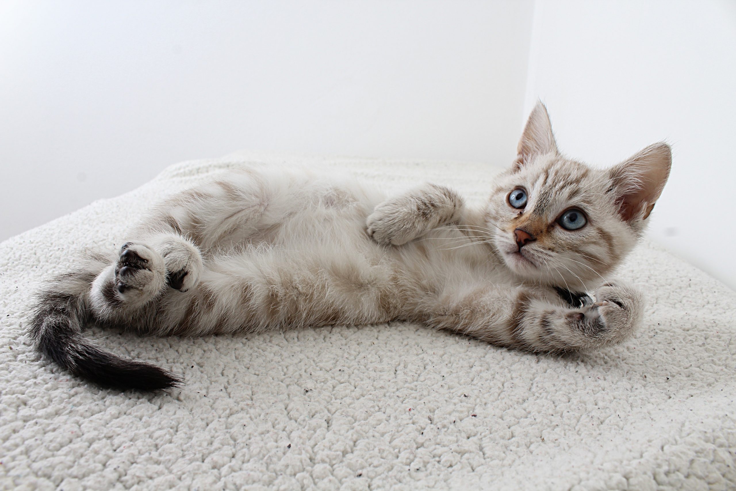 Cairo Cat Care